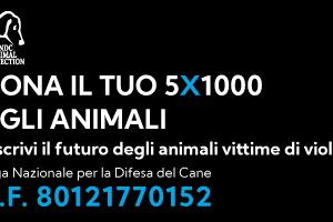 Massa, il boxer Arturo ucciso senza motivo. Scatta la denuncia di LNDC Animal Protection: &quot;Assisteremo la famiglia&quot;