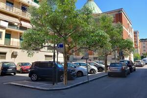 Due alberi ad alto fusto in piazza Cesario Fellini a Massa: la proposta di Franco Frediani
