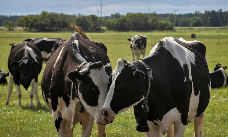 Allevamento di bovini - Lagazzettadimassaecarrara.it