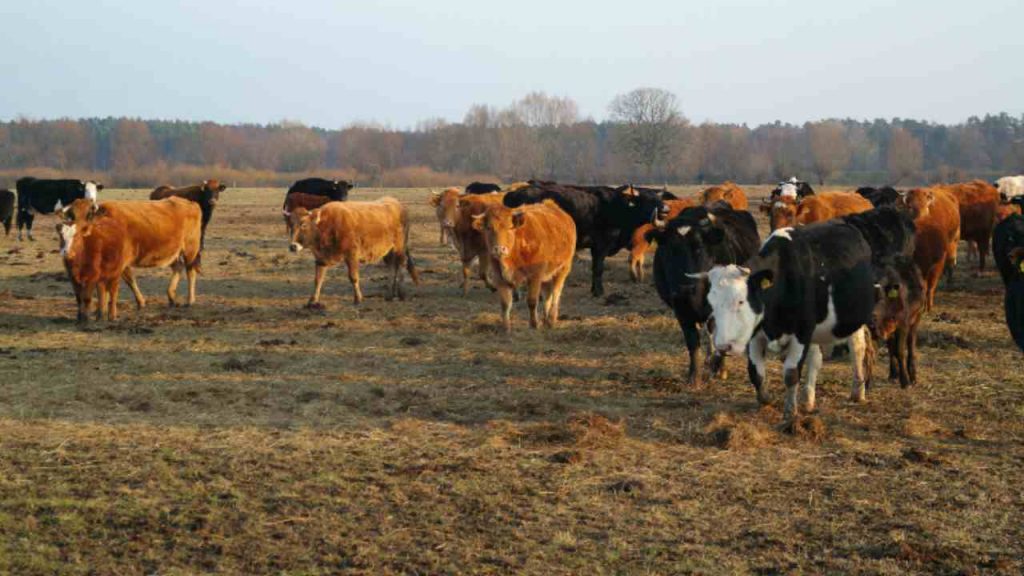 Mandria di bovini al pascolo - Lagazzettadimassaecarrara.it