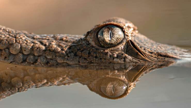 coccodrillo attacchi