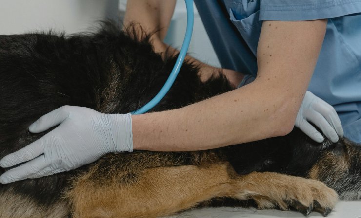 Cane dal veterinario - Lagazzettadimassaecarrara.it