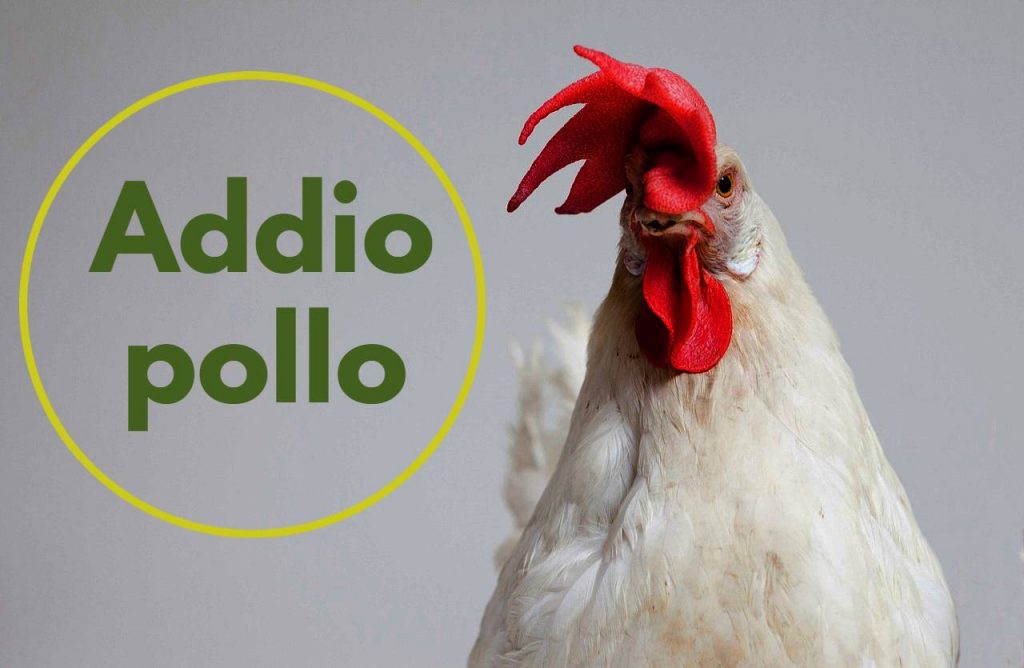 pollo